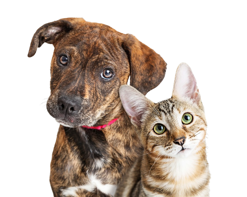 how closely related are dogs and cats