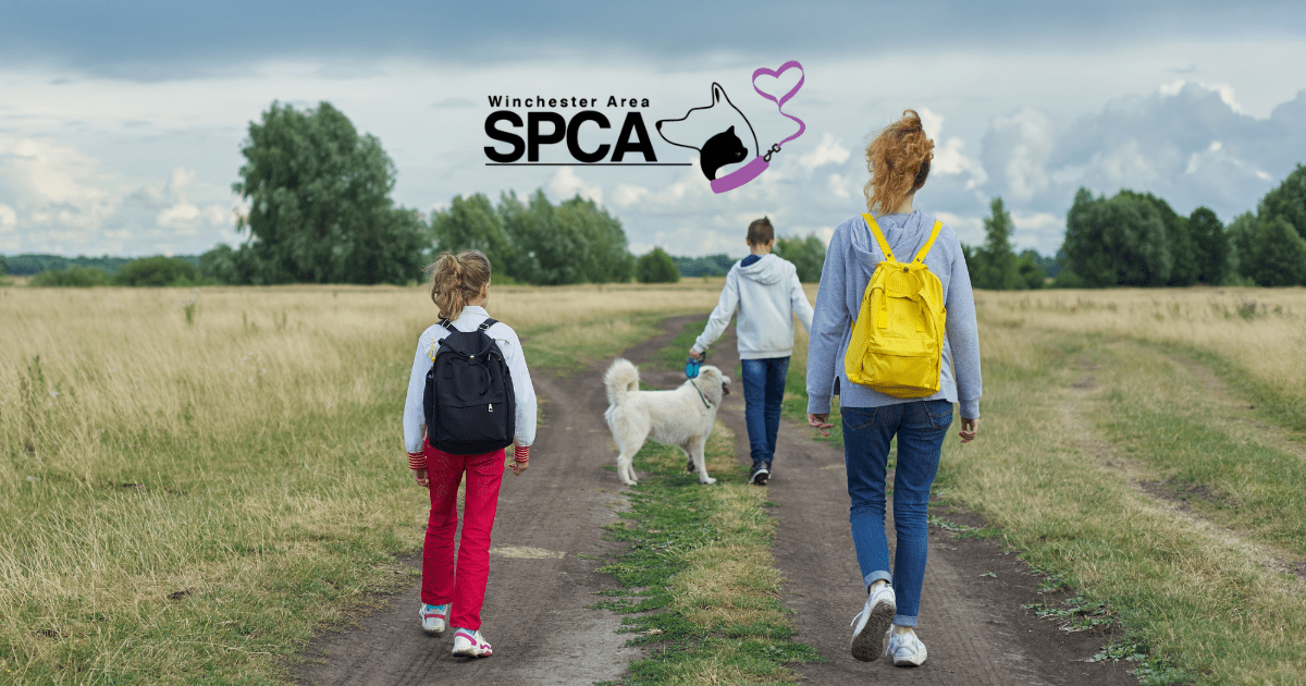Program Check Spac Com The Purple Leash Foster Program | Winchester Area SPCA